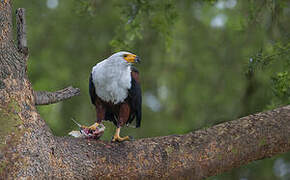 African Fish Eagle