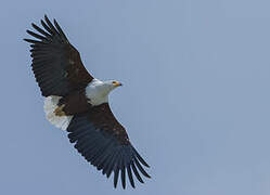 African Fish Eagle