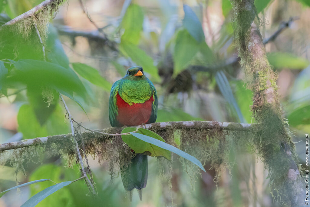 Quetzal doré mâle adulte