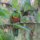Quetzal doré
