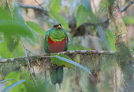 Golden-headed Quetzal