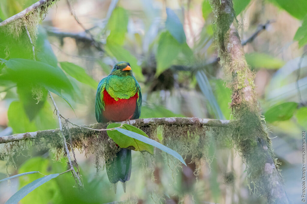 Golden-headed Quetzal