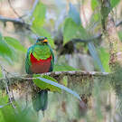 Quetzal doré