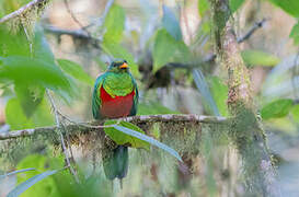 Golden-headed Quetzal