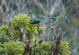 Resplendent Quetzal