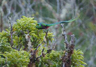 Quetzal resplendissant