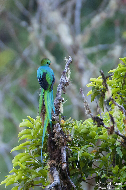 Quetzal resplendissant mâle adulte