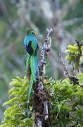 Resplendent Quetzal