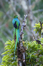 Quetzal resplendissant