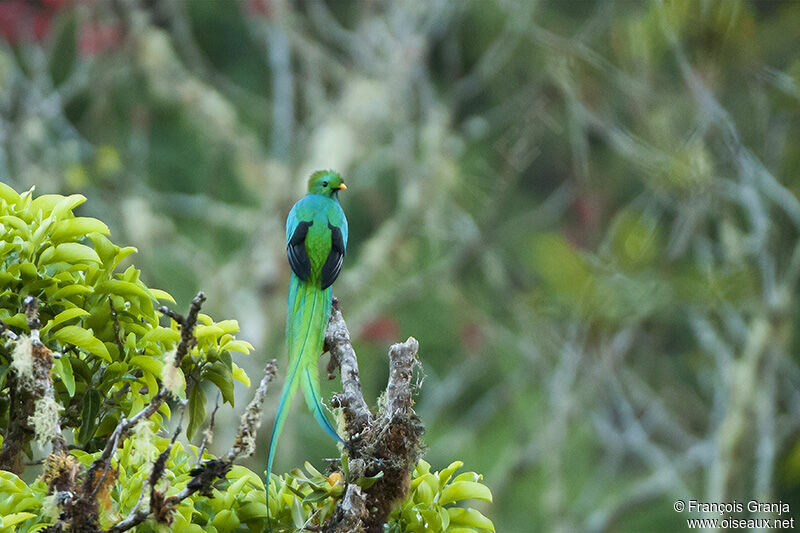 Quetzal resplendissant mâle adulte