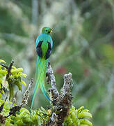 Resplendent Quetzal