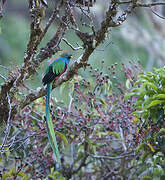 Quetzal resplendissant