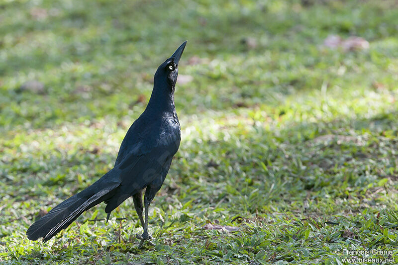 Great-tailed Grackle male adult