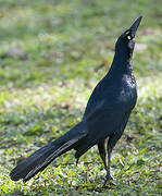 Great-tailed Grackle