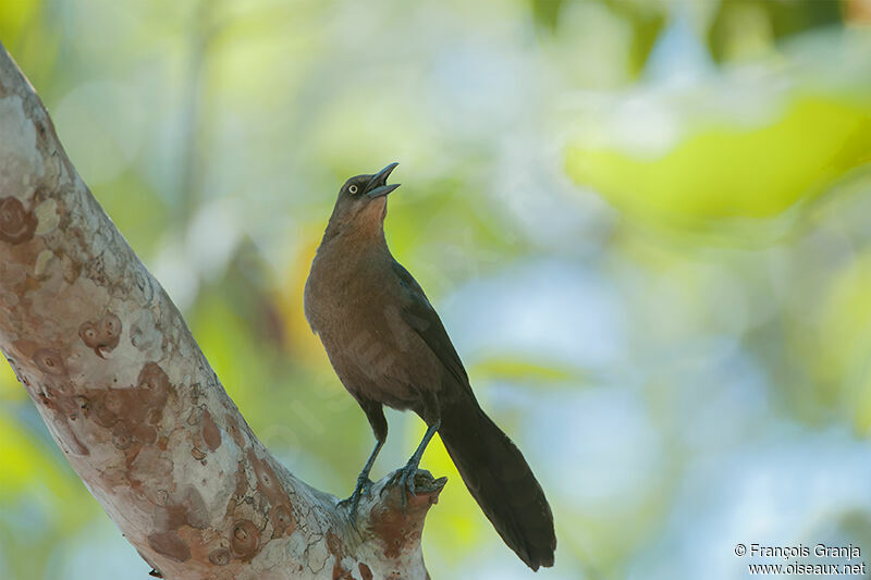 Great-tailed Grackle female adult