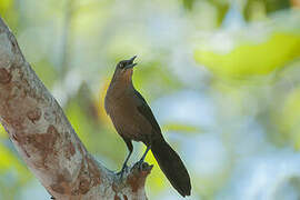 Great-tailed Grackle