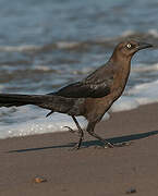 Great-tailed Grackle