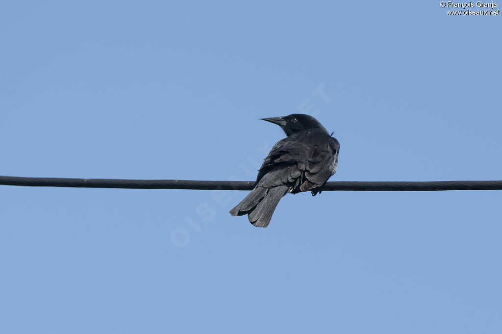 Austral Blackbird