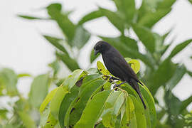 Scrub Blackbird