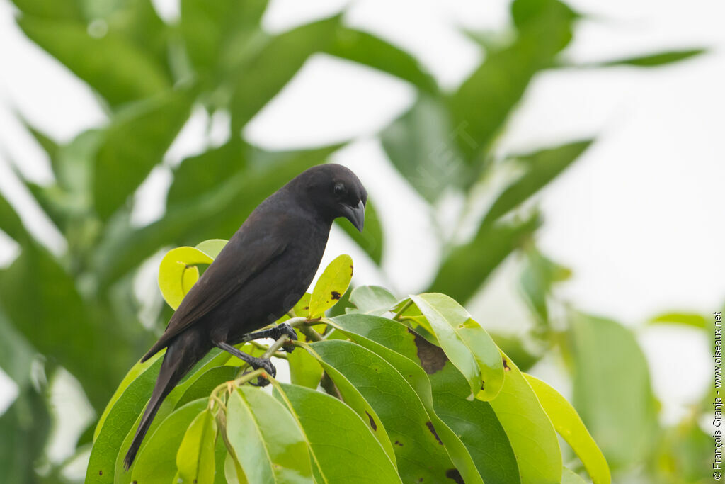 Scrub Blackbird