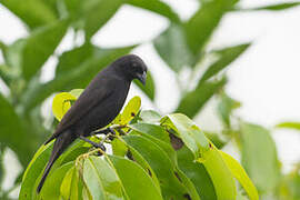 Scrub Blackbird