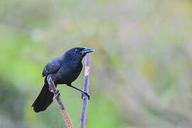 Melodious Blackbird