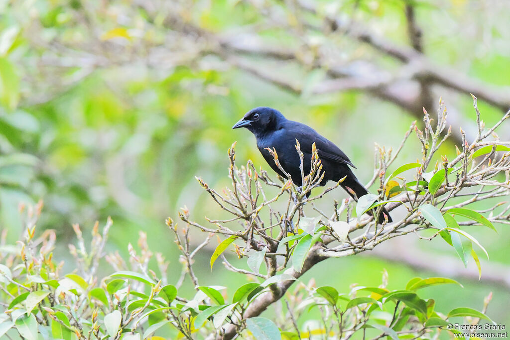 Melodious Blackbird