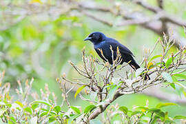 Melodious Blackbird