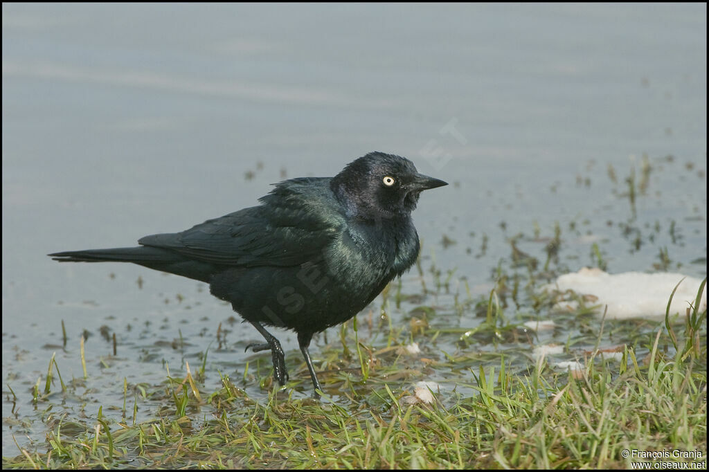 Brewer's Blackbird male adult