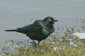 Brewer's Blackbird