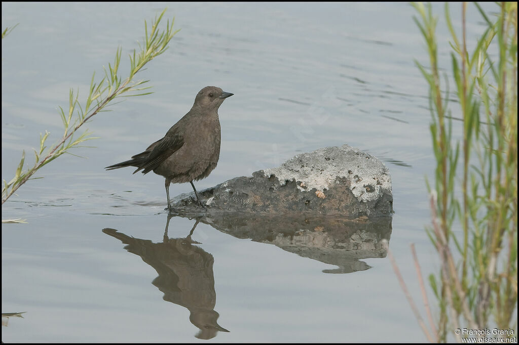 Brewer's Blackbird female adult