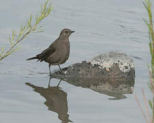 Brewer's Blackbird