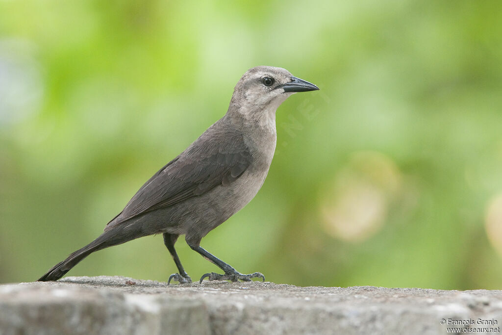 Carib Grackle female adult