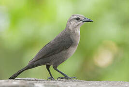 Carib Grackle