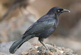 Carib Grackle