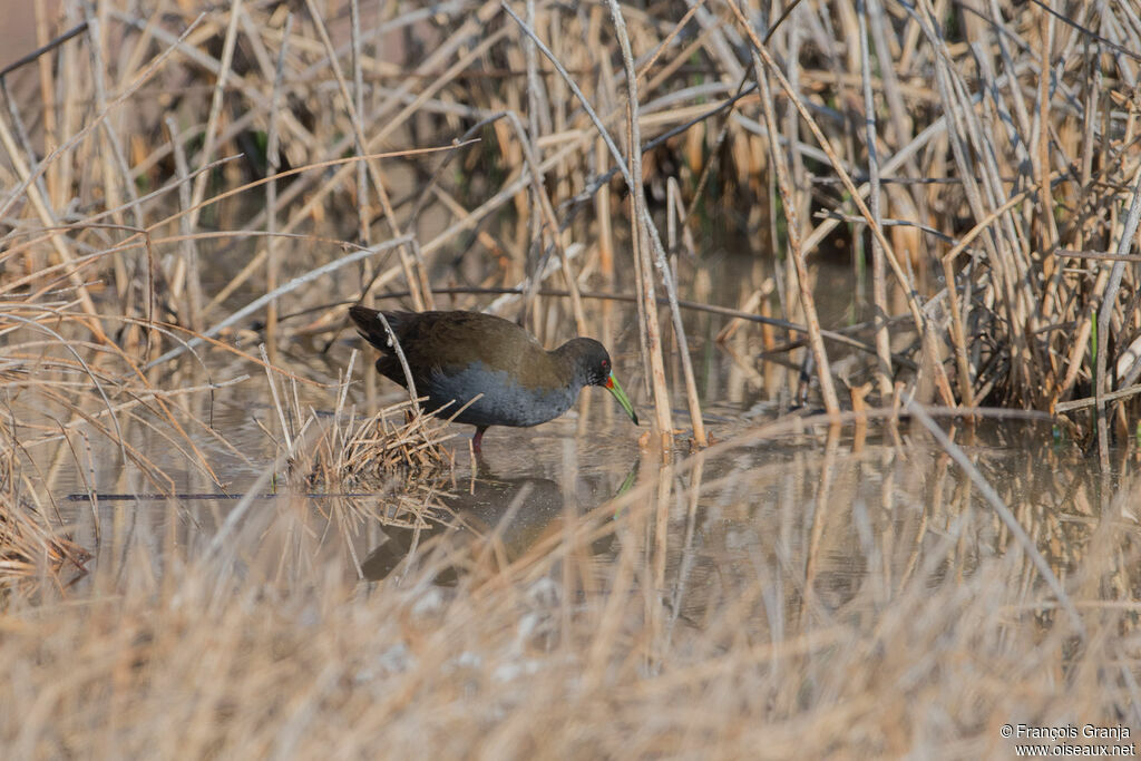 Plumbeous Rail