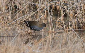 Plumbeous Rail