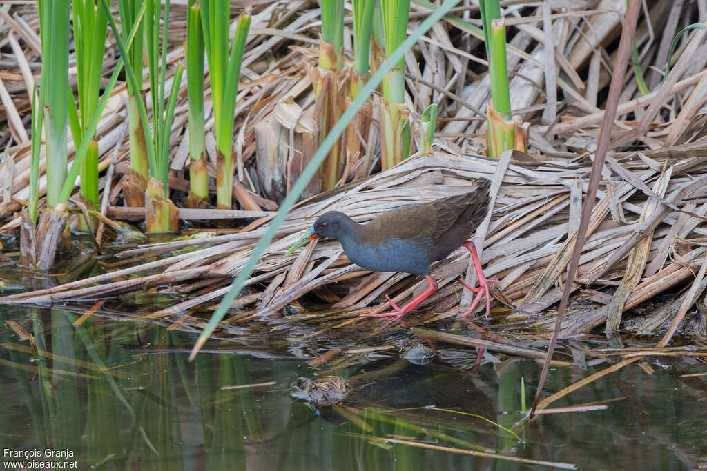 Râle à bec ensanglantéadulte, habitat, pigmentation