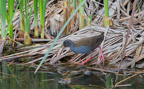 Plumbeous Rail