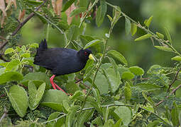 Black Crake