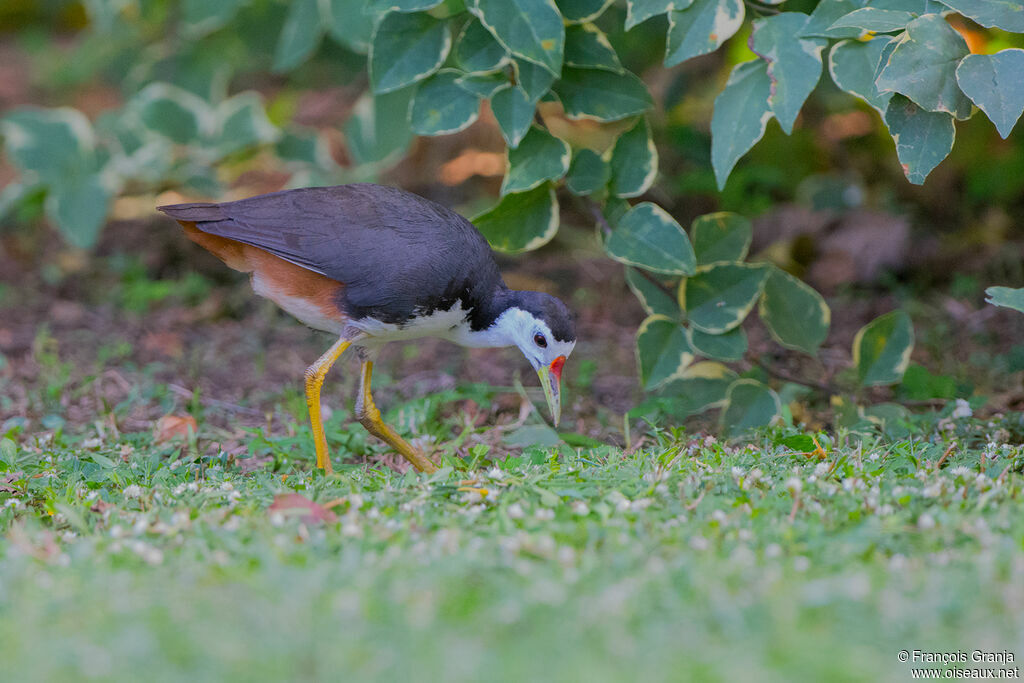 White-breasted Waterhen