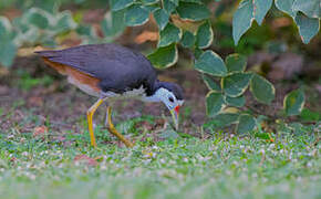 White-breasted Waterhen