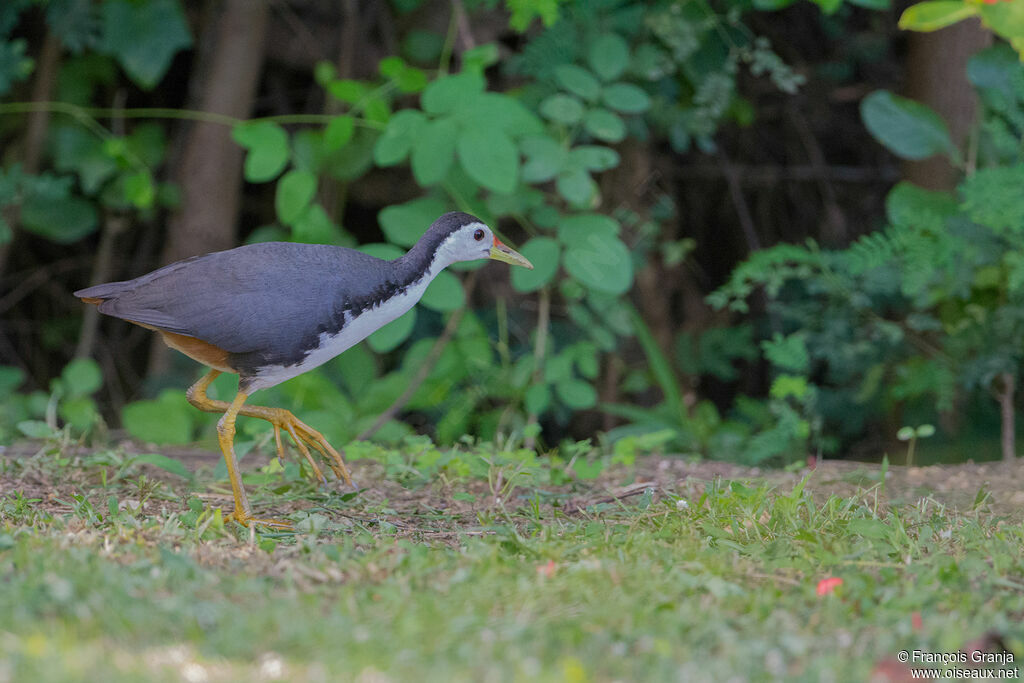 White-breasted Waterhen