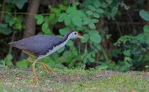 White-breasted Waterhen