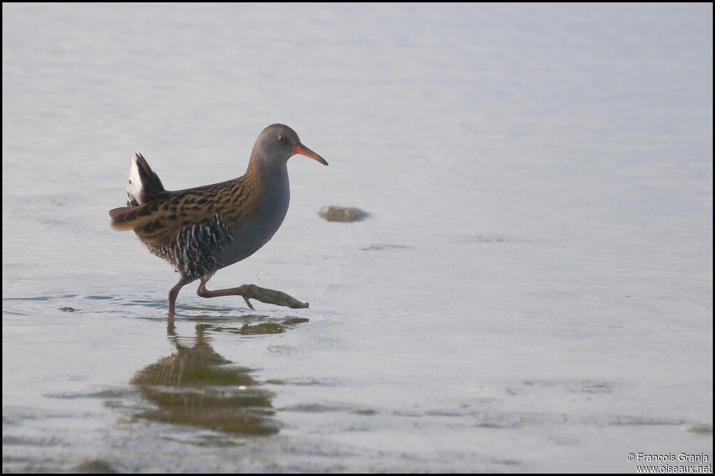 Water Railadult