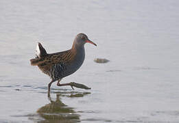 Water Rail