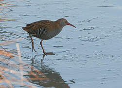 Water Rail