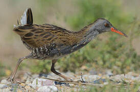 Water Rail