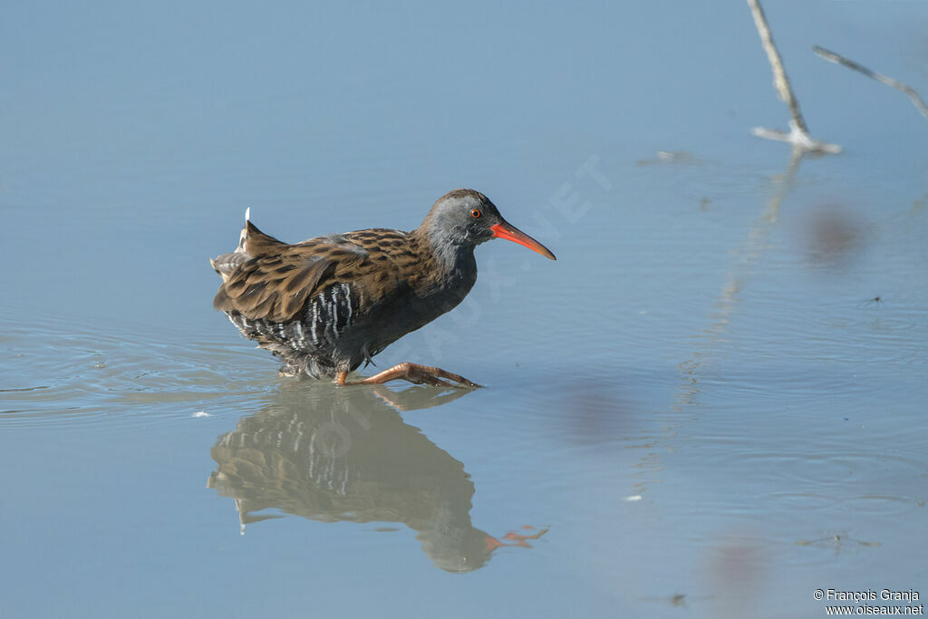 Râle d'eau