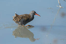 Water Rail